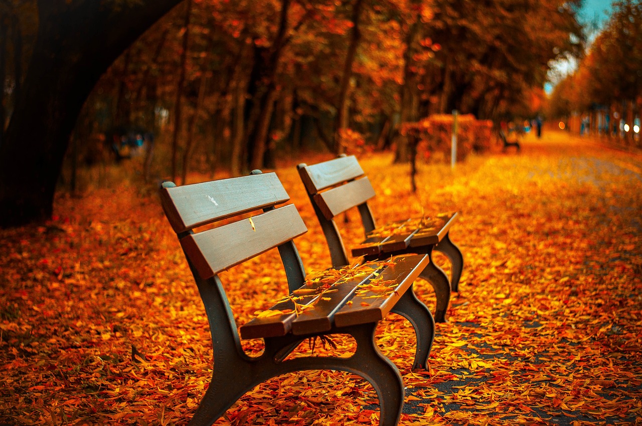 bench in the fall